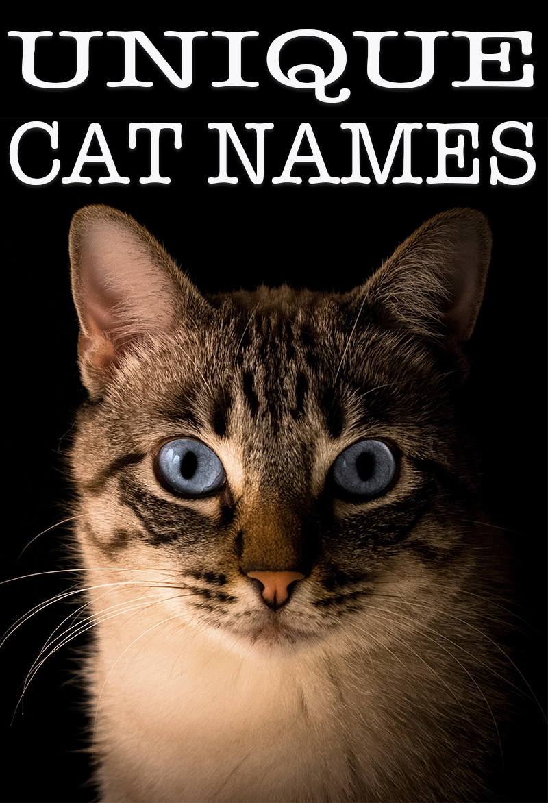 Unique Cat  Names  Over 140 Unusual Names  For Your New Cat 