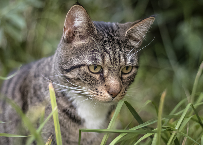 typical lifespan of a house cat