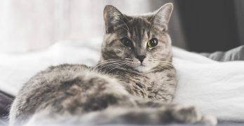 Unique Cat Names – 140 Unusual Names For Cats