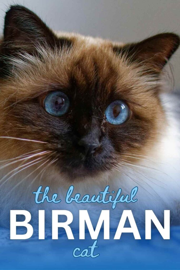 close up photo of a Birman cat