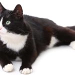 black and white cat names