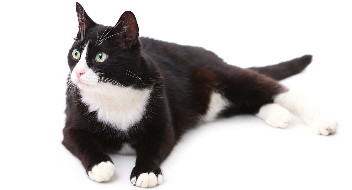 black and white cat names