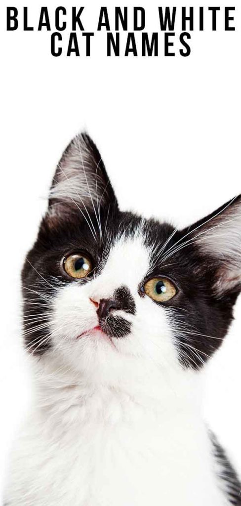 Black and White Cat Names - 250 Cool Kitty Ideas