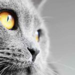 british blue cat