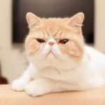 exotic shorthair
