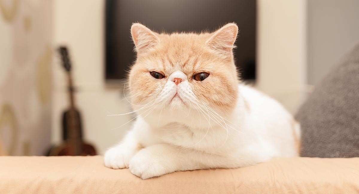 Exotic Shorthair Cat Information Center A Breed Guide