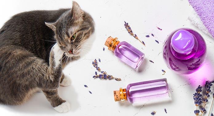 lavender essential oil for fleas on cats