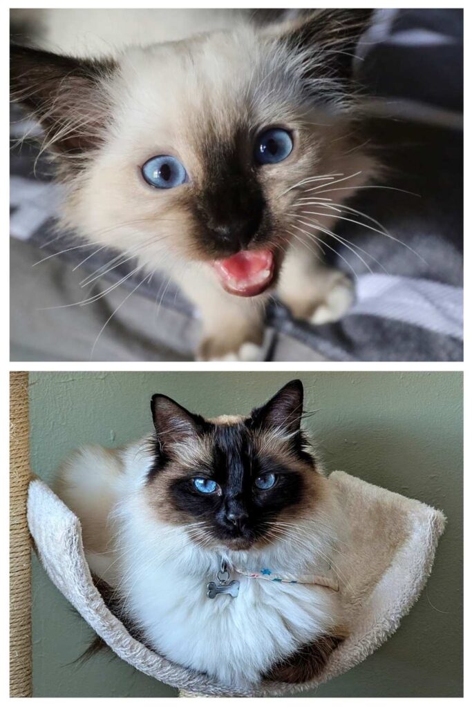 photo of a birman kitten above a photo of a birman cat