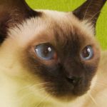 tonkinese cat