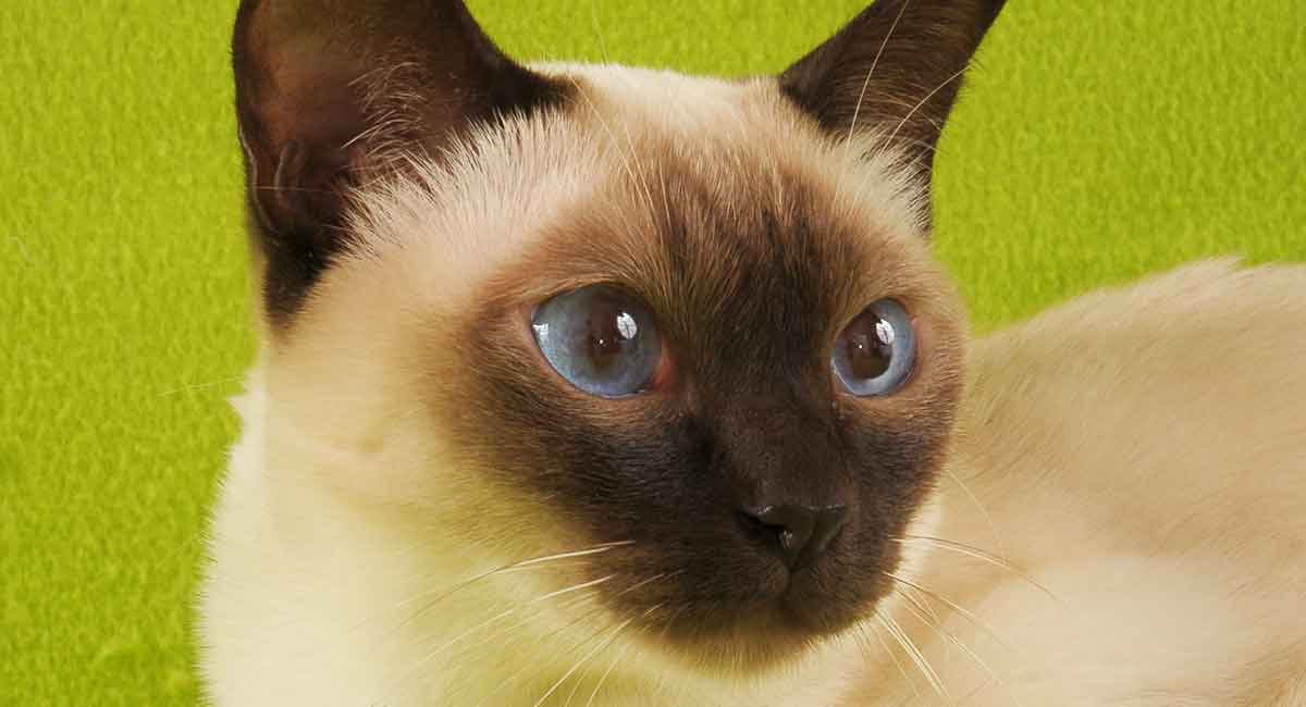 tonkinese cat