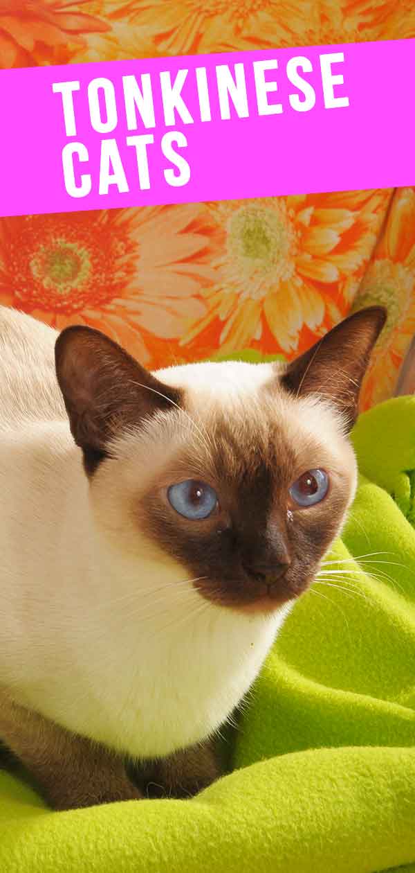 Tonkinese Cat - A Complete Guide To This Unusual Breed