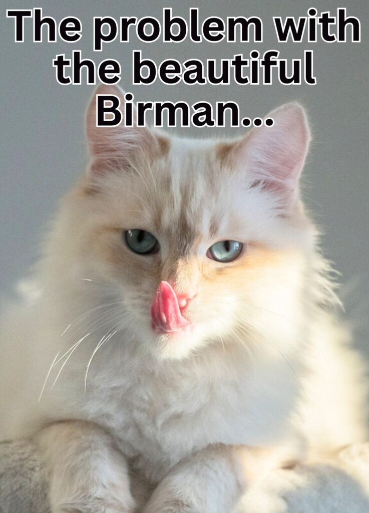 birman cat tongue out