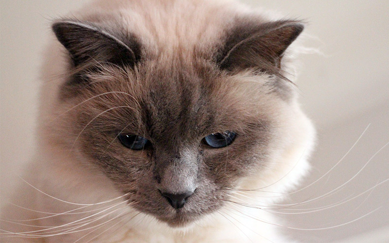 Birman Cat Breed