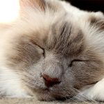 Birman Cat Breed