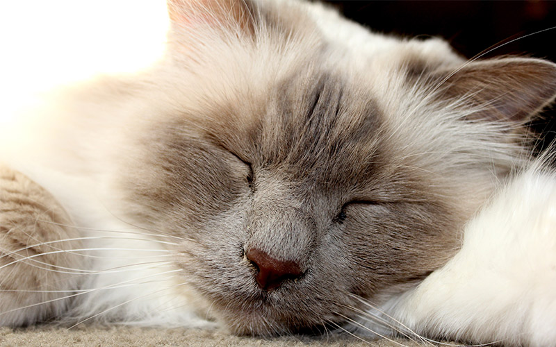 birman mix kittens