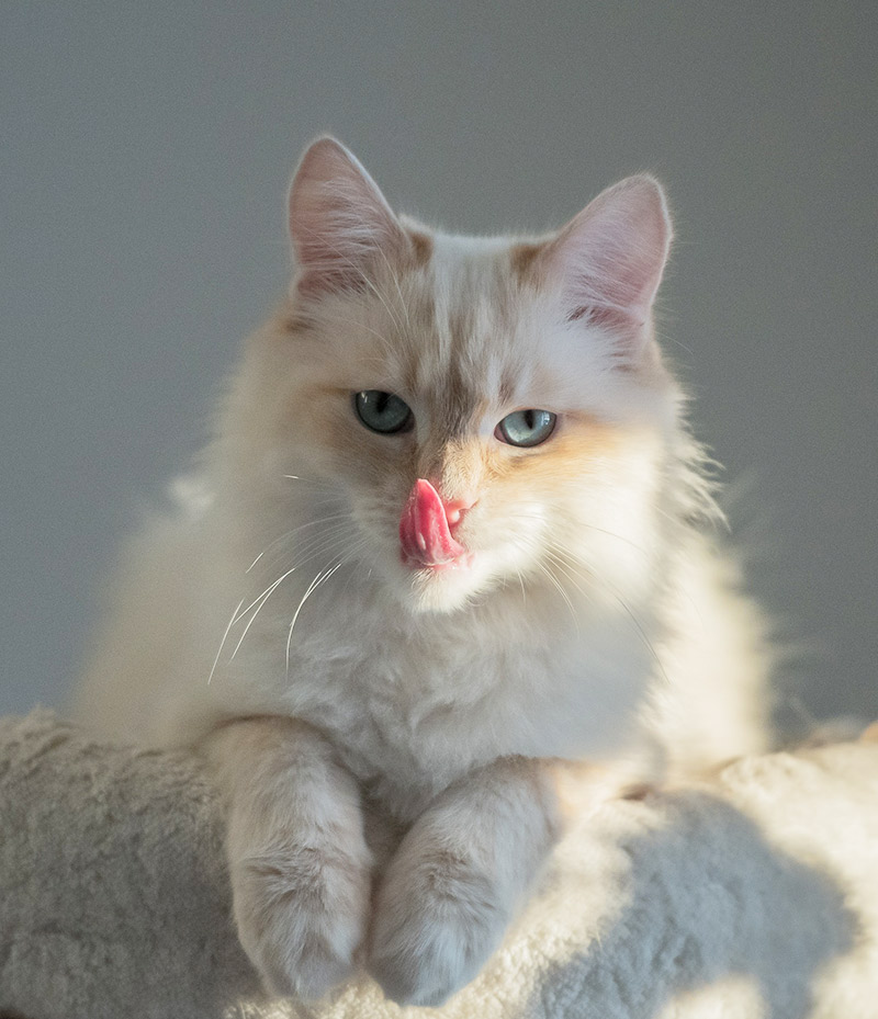 birman mix kittens