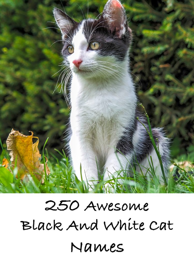 Black and White Cat Names 250 Cool Kitty Ideas