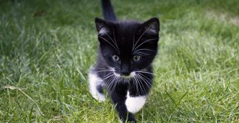 Tabby Cat With White Socks Qnd Neck Tabby Cat With White Socks Qnd Neck