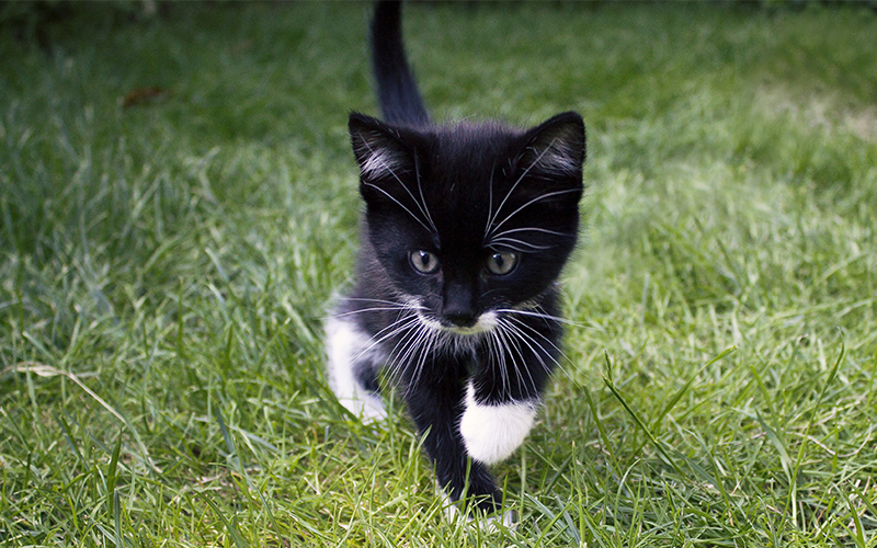Image result for black and white cat