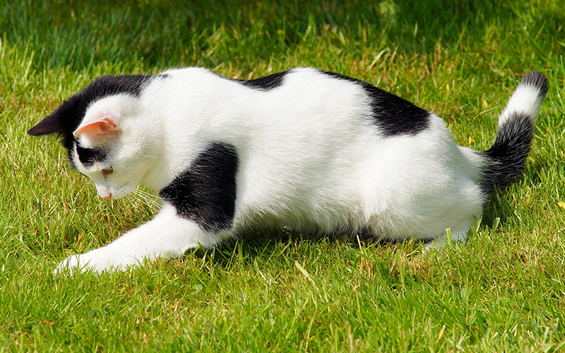 best black and white cat names
