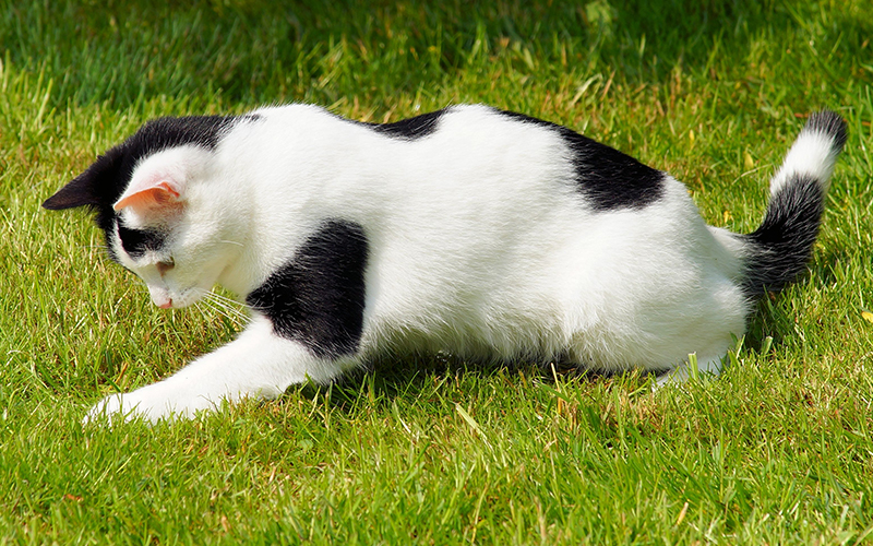 jelly cat black and white dog
