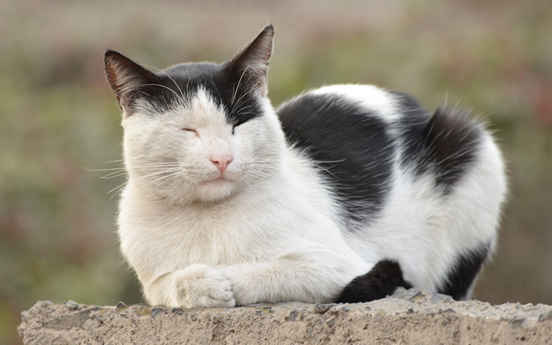 Black And White Cat Names 250 Cool Kitty Ideas