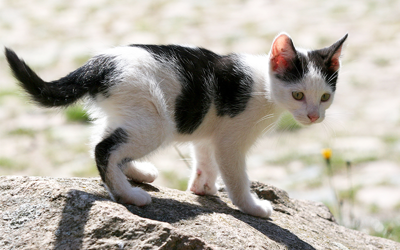 Warrior Black And White Spotted Cat