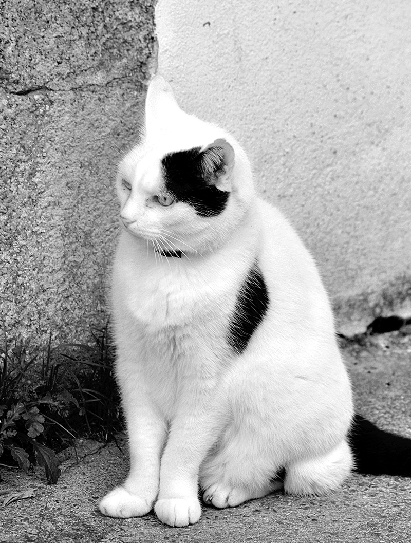 best black and white cat names