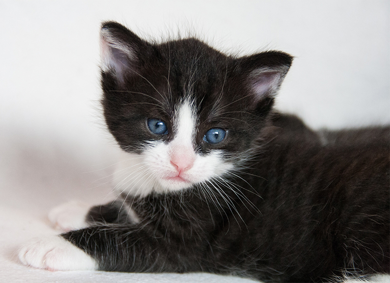 Black And White Cat Names Female - Cat's Blog