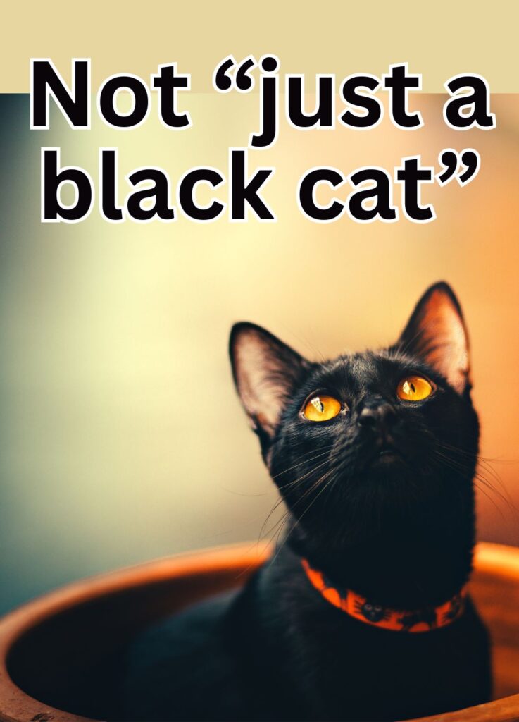 bombay cat