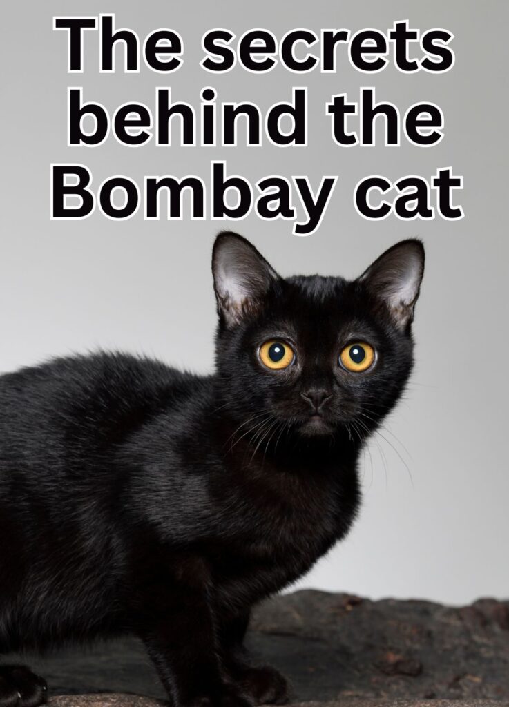 bombay cat