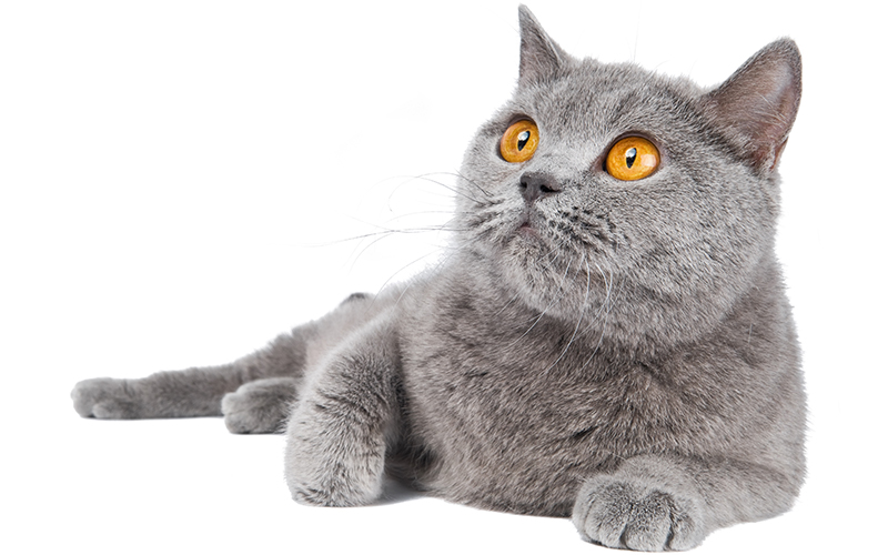 british shorthair cat club rescue