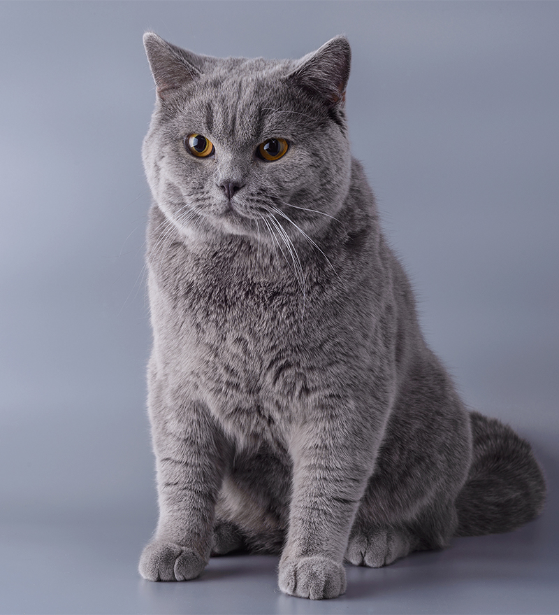 british shorthair and russian blue mix