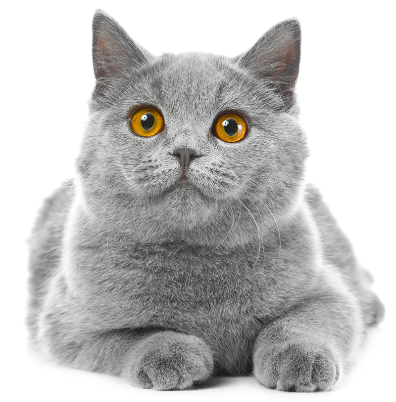 british shorthair cat club rescue