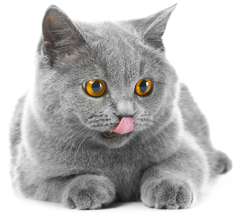 fat british shorthair cat