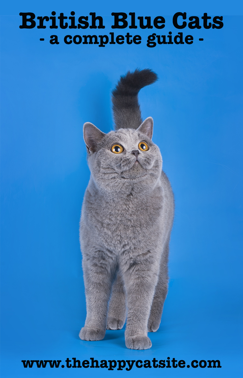 british blue cat
