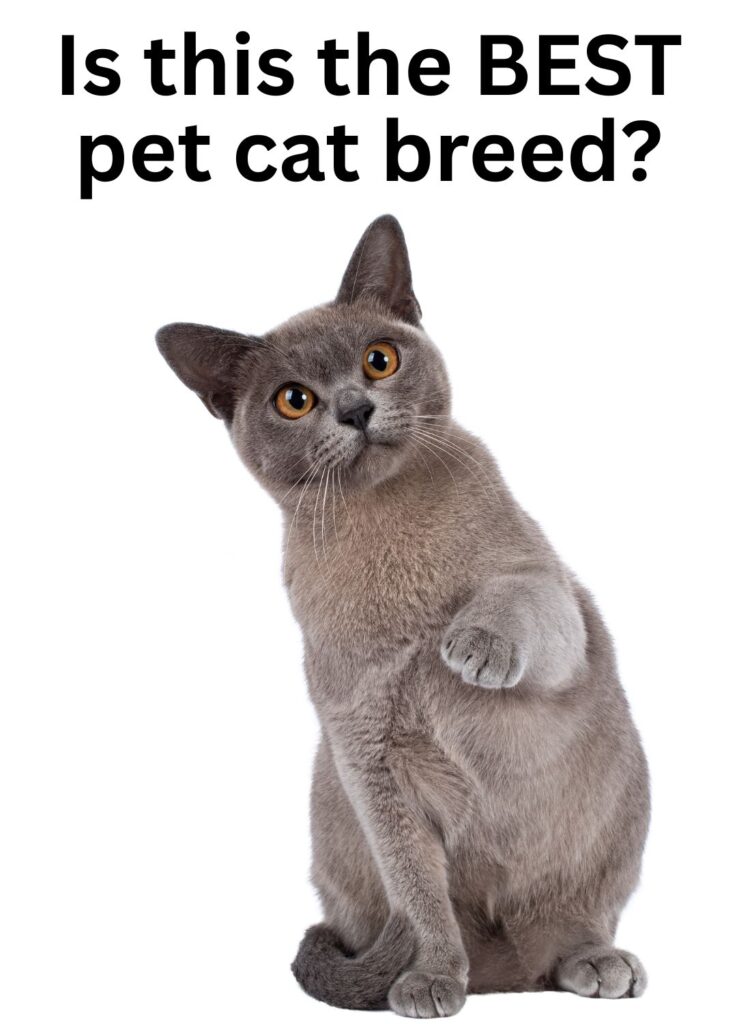 Burmese cat