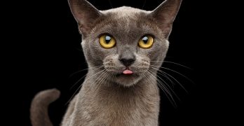 The Burmese Cat – A Complete Guide