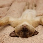 Burmese Cats - A Complete Guide