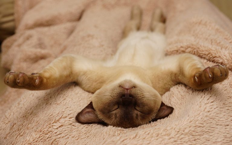 Burmese Cats - A Complete Guide