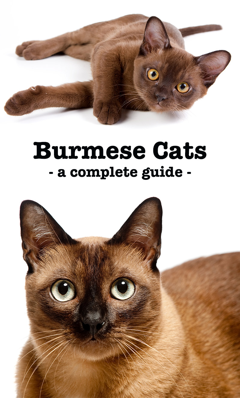 Burmese Cat Colour Chart