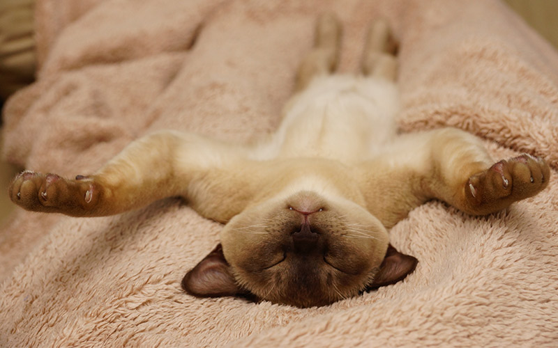 The Burmese Cat - A Complete Guide To The Breed The Burmese Cat - A Complete Guide To The Breed