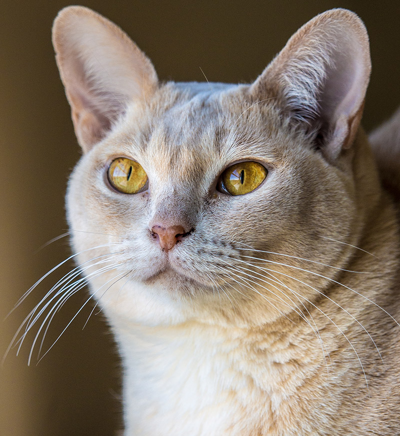 Burmese Cat Colour Chart