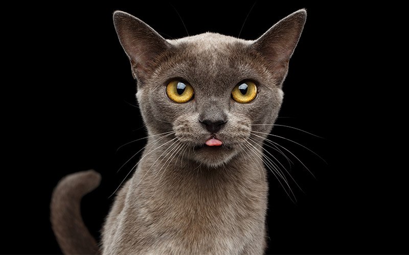 types of burmese cats