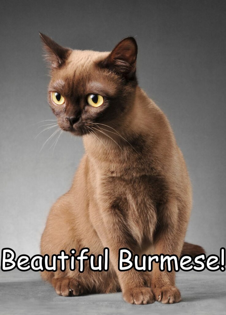 Burmese cat