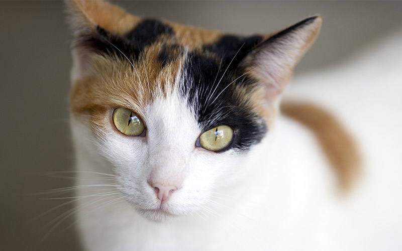 25 Amazing Calico Cat Facts