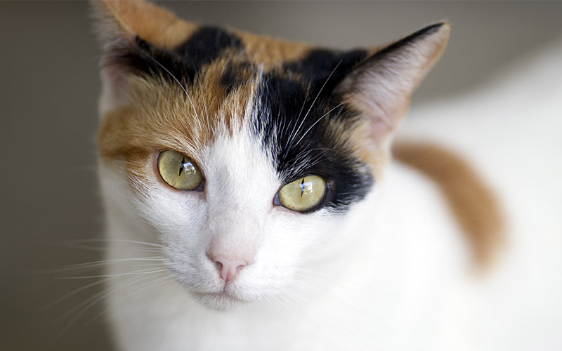 fun facts about calico cats