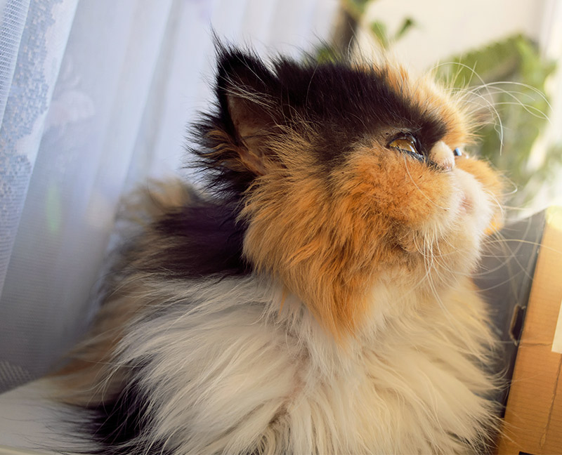 25 Amazing Calico Cat Facts