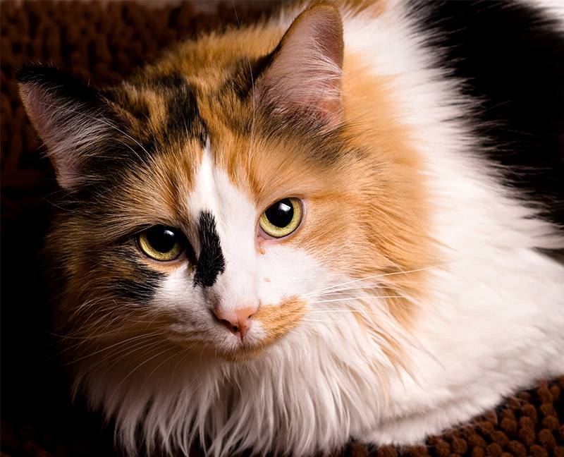 25 Amazing Calico Cat Facts