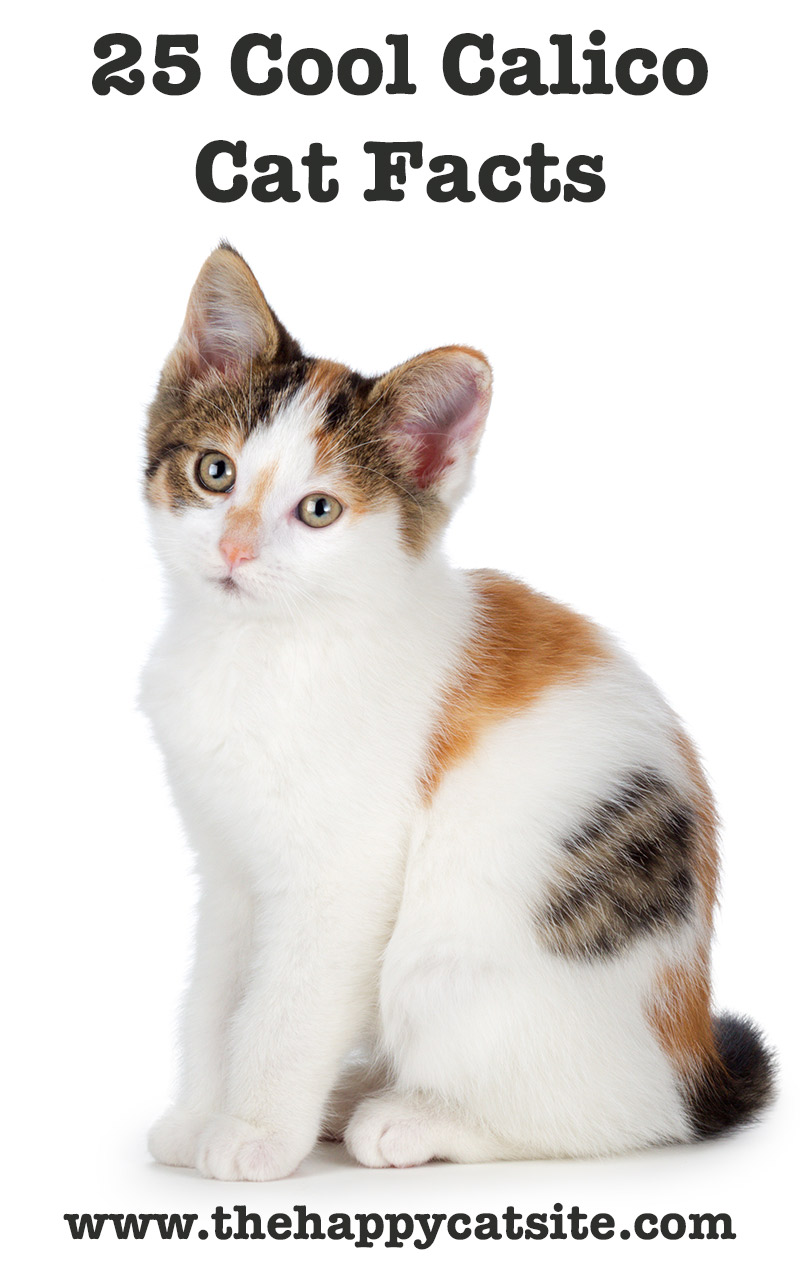 25 Amazing Calico Cat Facts